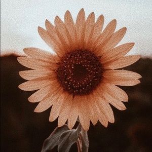 Meet your Posher, Phoenix